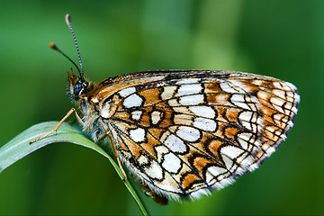 Image showing butterfly in a leaf