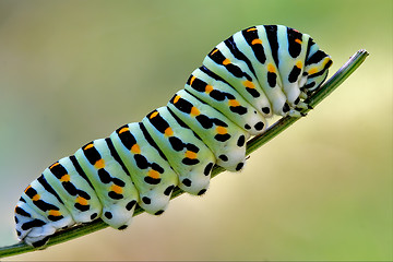 Image showing green caterpillar on a fennel