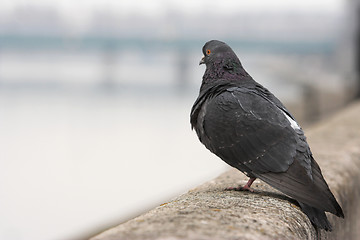 Image showing Pigeon