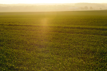 Image showing green grass on a background beautiful sunset