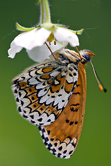 Image showing a butterly in a flower