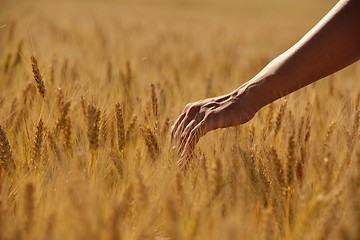 Image showing hand in wheat field