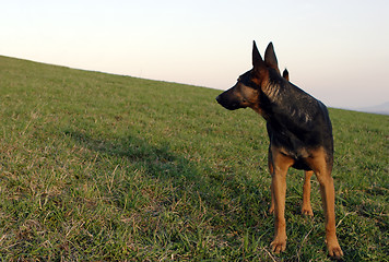 Image showing German shepherd