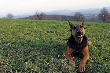 Image showing German shepherd