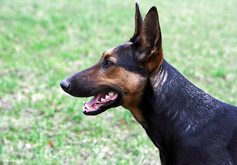 Image showing German shepherd