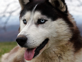 Image showing Husky