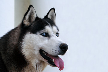 Image showing Husky