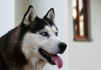 Image showing Husky