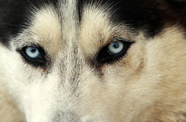 Image showing Husky