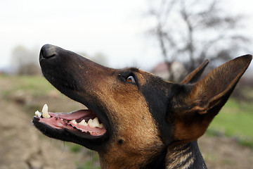 Image showing German shepherd