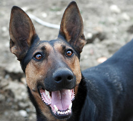 Image showing German shepherd