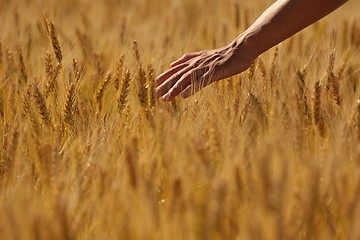 Image showing hand in wheat field