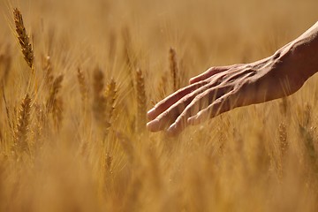 Image showing hand in wheat field