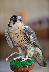 Image showing arab falcon bird