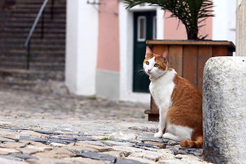 Image showing The cat