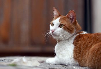 Image showing Cat