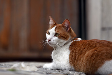 Image showing Cat