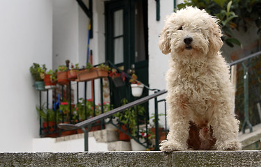 Image showing Dog