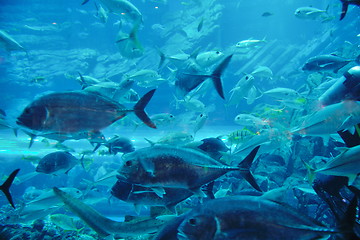 Image showing aquarium with fishes and reef