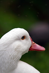 Image showing Duck