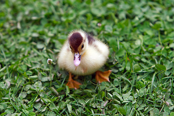 Image showing Duckling