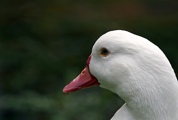 Image showing Duck