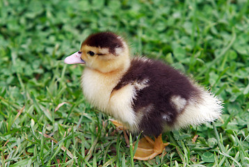 Image showing Duckling