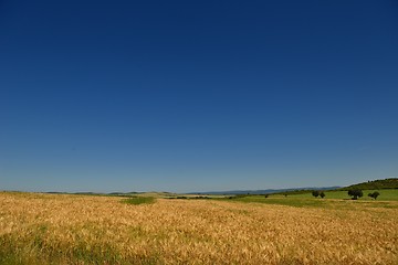 Image showing wheat field with blue sky in background