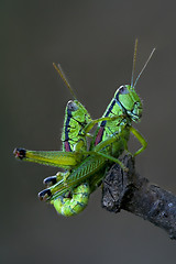 Image showing grasshoper sex