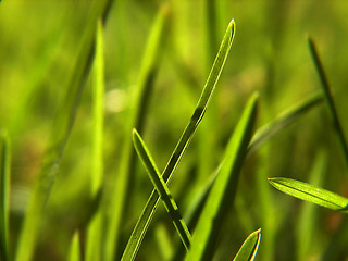 Image showing green grass background