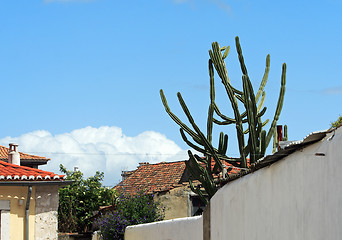 Image showing Cactus