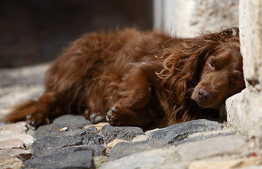 Image showing Sleeping dog