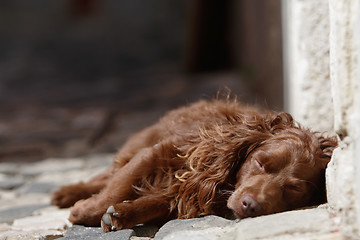 Image showing Siesta