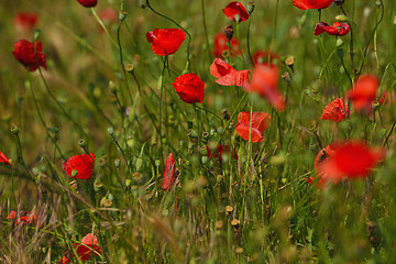 Image showing puppy flower field background