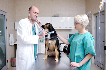 Image showing veterinarian and assistant in a small animal clinic