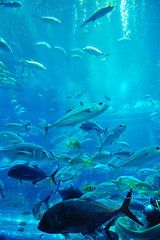 Image showing aquarium with fishes and reef