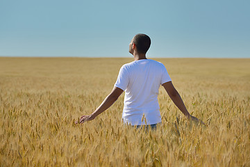 Image showing man in wheat field