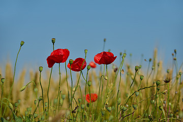 Image showing puppy flower field background