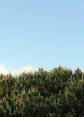 Image showing Tree top