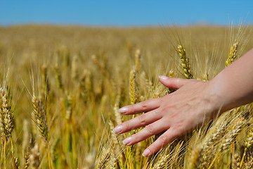 Image showing hand in wheat field