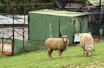 Image showing Sheep