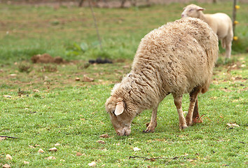 Image showing Sheep