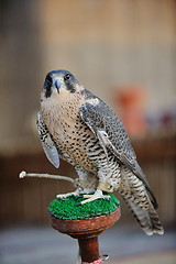 Image showing arab falcon bird