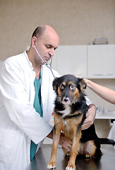 Image showing veterinarian and assistant in a small animal clinic