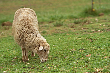 Image showing Sheep