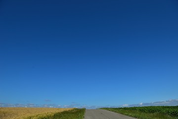 Image showing wheat field with blue sky in background