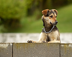 Image showing Curious dog