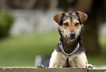 Image showing Curious dog