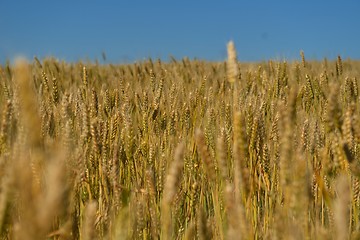 Image showing wheat field with blue sky in background