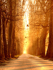 Image showing sunrise in beautiful alley